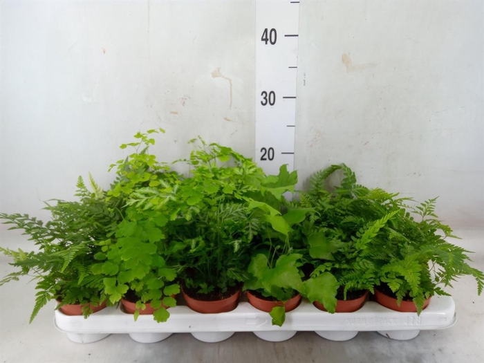 <h4>Ferns   ...mix</h4>