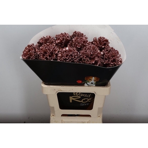 Wax Brassica Bras Wax Koper