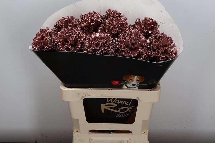 <h4>Wax Brassica Bras Wax Koper</h4>