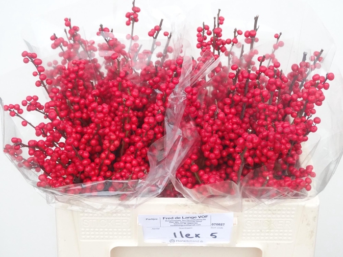 <h4>ILEX VE RODE BES</h4>