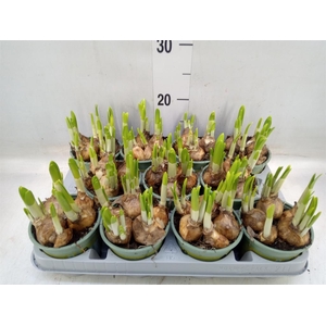 Narcissus  'Tete a tete'