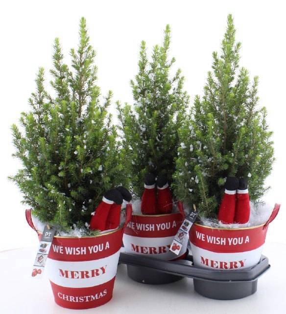 <h4>PICEA GL MAGNIFIQUE</h4>