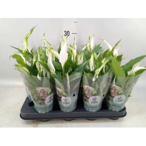 Spathiphyllum  'Pearl Cupido'