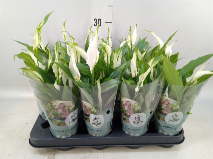<h4>Spathiphyllum  'Pearl Cupido'</h4>