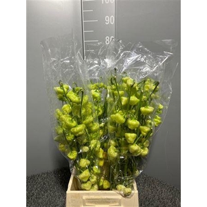 Capsicum Campanelle Bianche