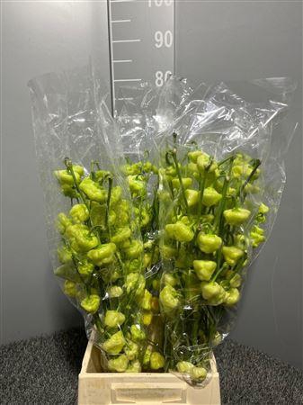 <h4>Capsicum Campanelle Bianche</h4>