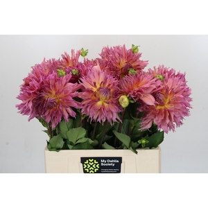 Dahlia Omega