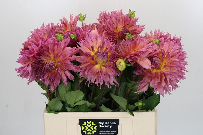 <h4>Dahlia Omega</h4>