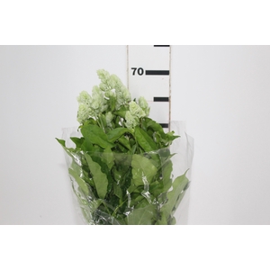 CAMARAO VERDE 050 CM