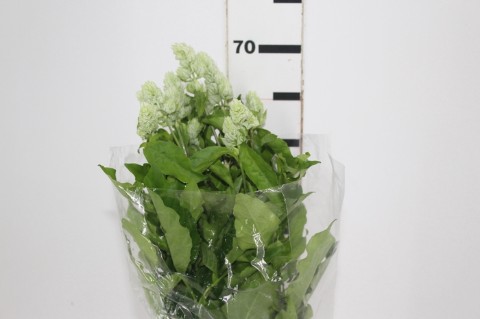 <h4>CAMARAO VERDE 050 CM</h4>