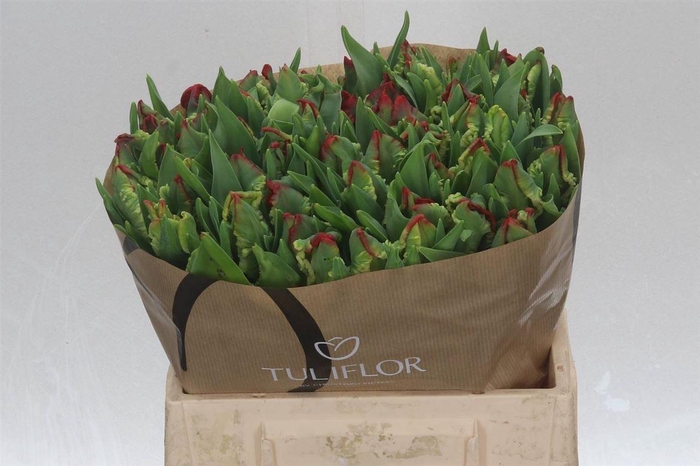 <h4>Tulipa Parkiet Seadov Parrot</h4>