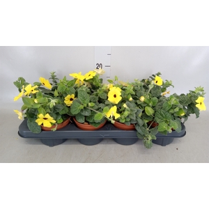 Thunbergia alata