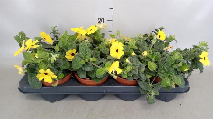 <h4>Thunbergia alata</h4>