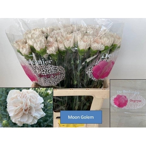DI ST MOON GOLEM