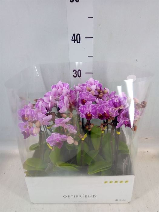 <h4>Phalaenopsis multi.   ...lilac</h4>