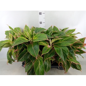 Aglaonema   ...