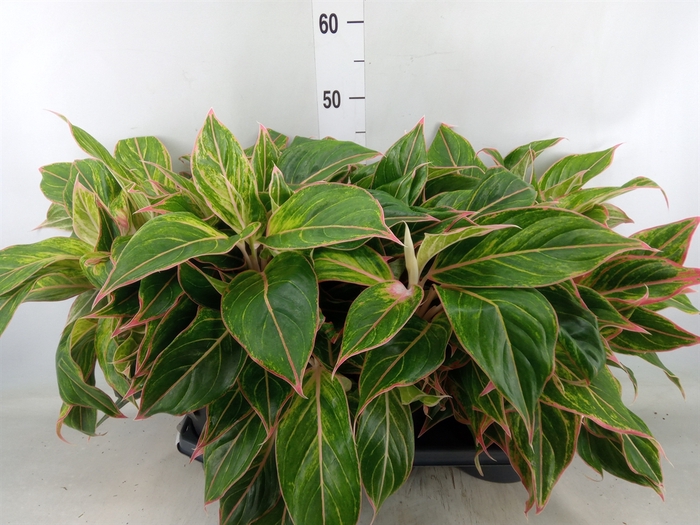 <h4>Aglaonema   ...</h4>