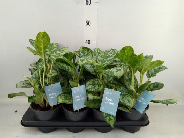 Aglaonema   ...mix
