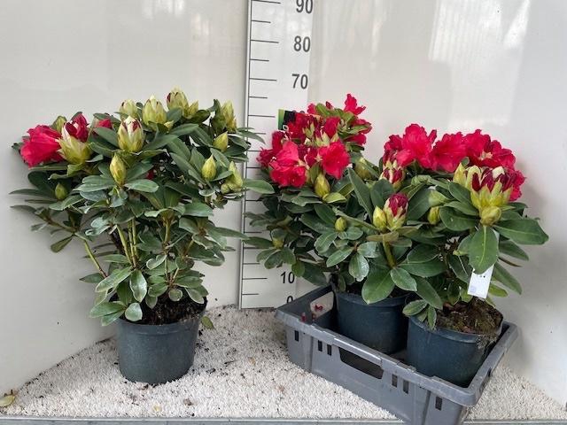 <h4>RHOD AR RED JACK</h4>