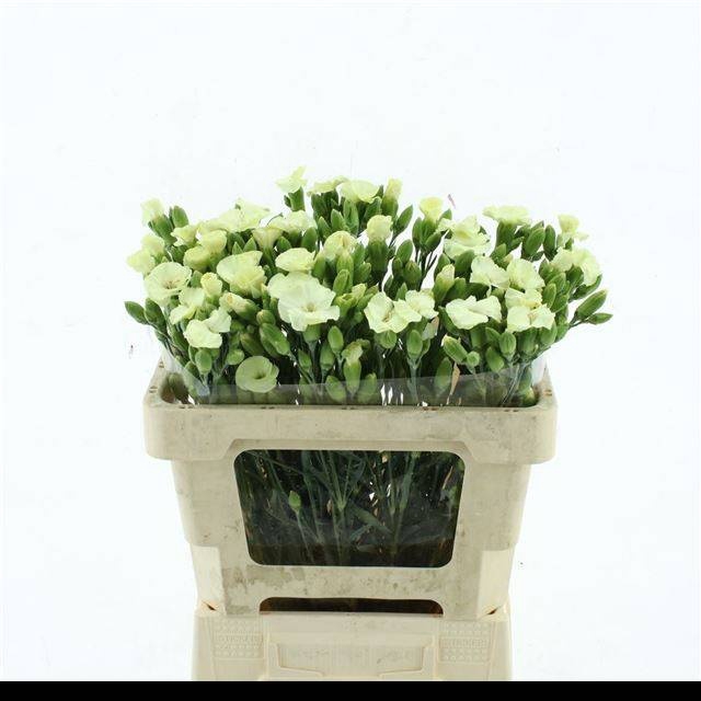 <h4>DI TE SYMPLY VERDE</h4>