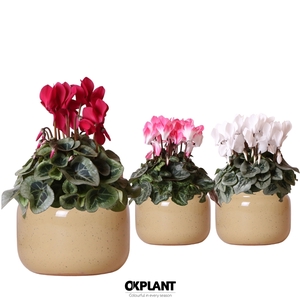 Cyclamen mix in Vintage Bowl pot khaki