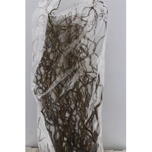 Corylus Av Contorta 90cm X50