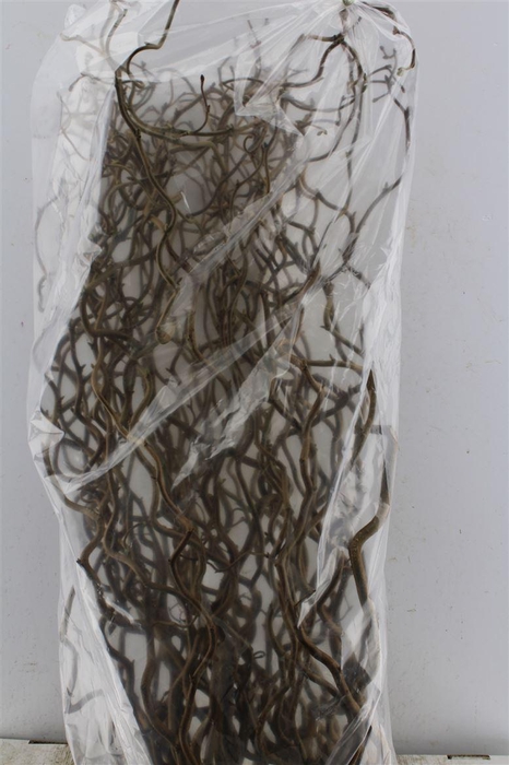 <h4>Corylus Av Contorta 90cm X50</h4>