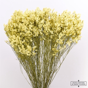 Dried Limonium Diamond Yellow Bunch