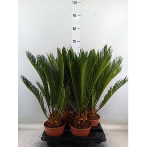 Cycas revoluta