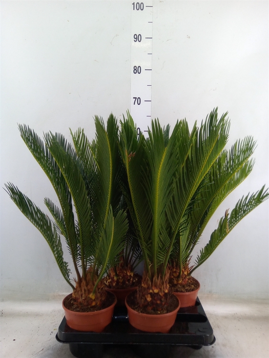 <h4>Cycas revoluta</h4>