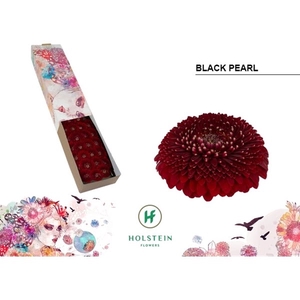 Ge Mi Pomponi Black Pearl Box