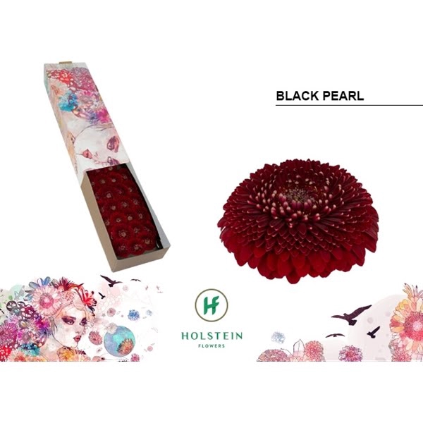 <h4>Ge Mi Pomponi Black Pearl Box</h4>