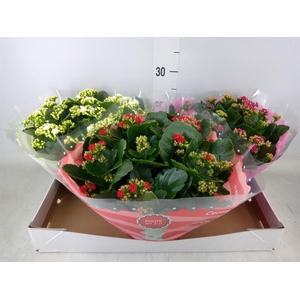Kalanchoe blos.   ..rosebud mix  5