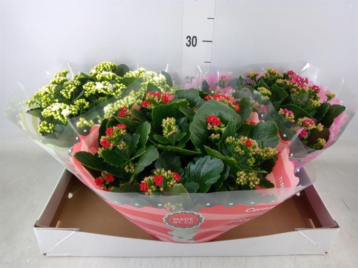 <h4>Kalanchoe blos.   ..rosebud mix  5</h4>