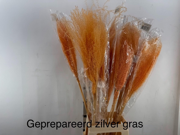 SIERGRAS PERZIK 90 CM
