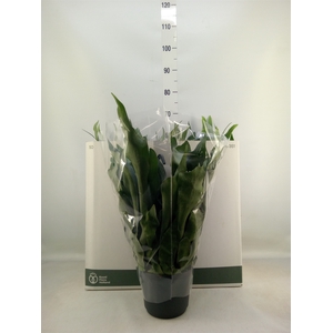 Platycerium bifurc. 'Netherlands'