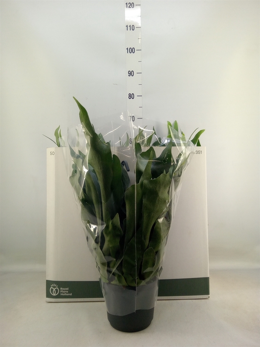 <h4>Platycerium bifurc. 'Netherlands'</h4>