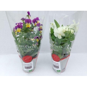 Eetbare bloemenmix P9