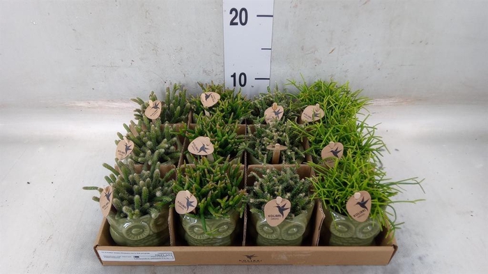 <h4>Rhipsalis ...mix</h4>