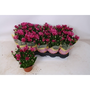 CHRYS JACKSON PURPLE