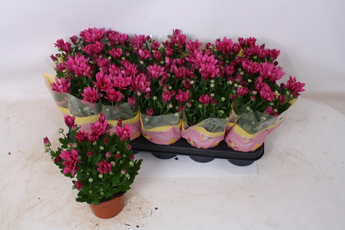 <h4>CHRYS JACKSON PURPLE</h4>