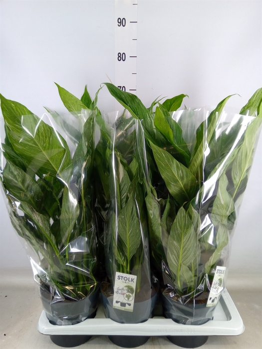<h4>Spathiphyllum  'Diamond'</h4>