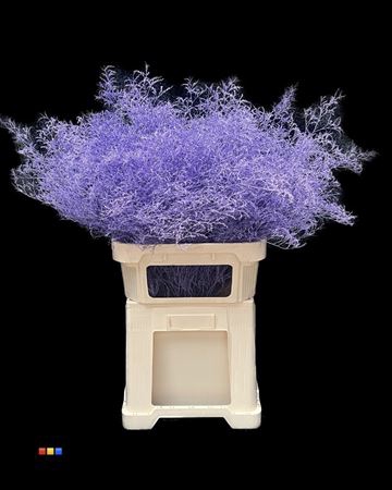 Limonium Milka