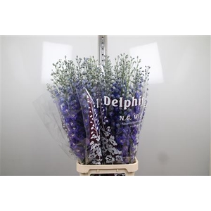 Delph Du Dewi Blue Star