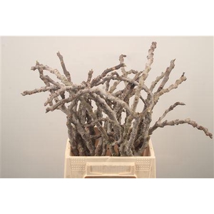 Figue Grey Per Bunch ( 5 Stems )