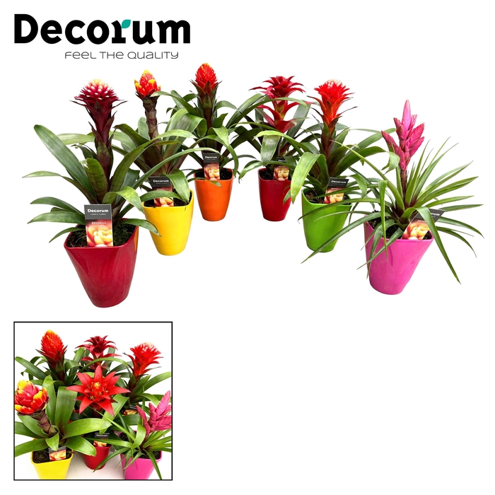 <h4>Guzmania Bolmix Exclusive Luxe Keramiek (Decorum)</h4>