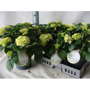 Hydrangea mac.   ...