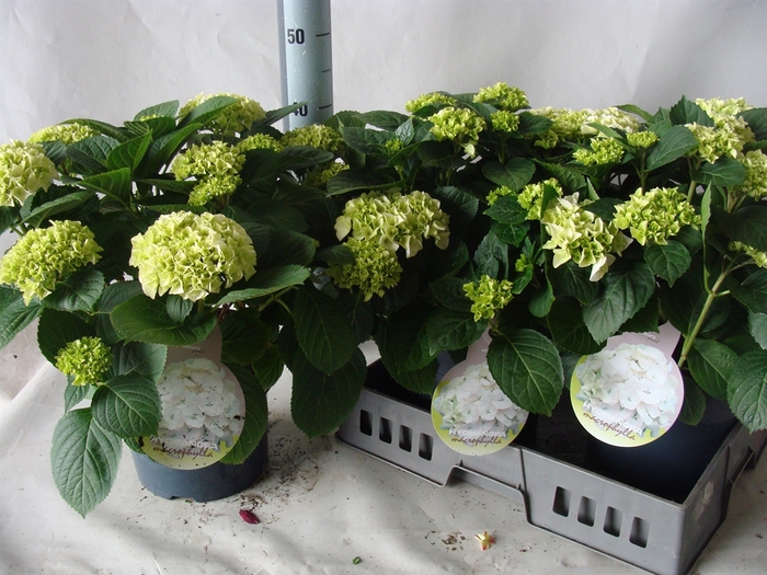 <h4>Hydrangea mac.   ...</h4>