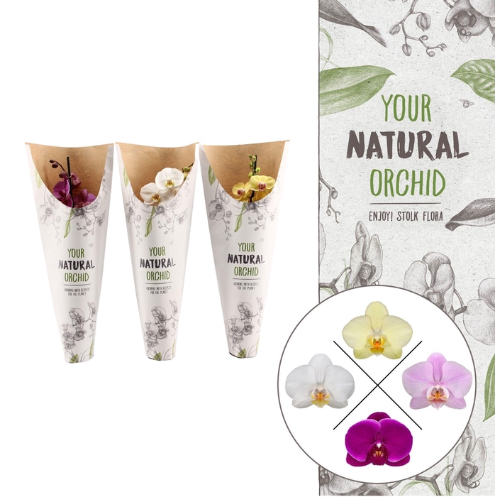 <h4>Your Natural Orchid | Mix in paper sleeve | Phalaenopsis 1 spike</h4>