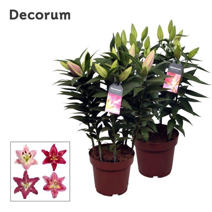 <h4>Lilium Oriental Pink 19cm</h4>